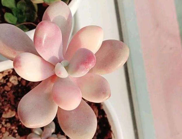 美杏锦多肉的养殖方法和注意事项,多肉怎么才能快速出锦