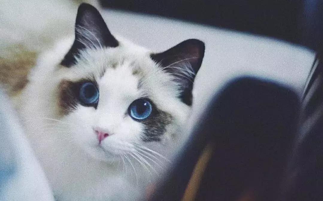 铲屎官错误抱猫被排斥，学会三种正确姿势，主人不再担心被抓伤！