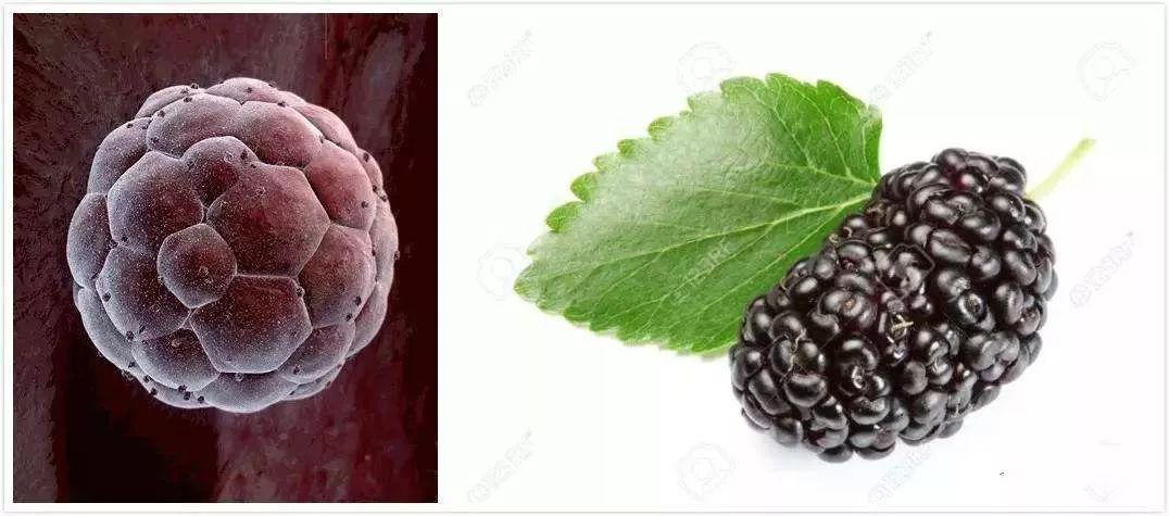 孕妇在葡萄架子下呆着不好吗,孕妇坐葡萄树下不好吗