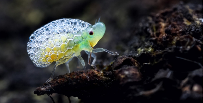 草根的白色泡沫是蛇的唾沫吗,泡泡是蛇吐的口水吗