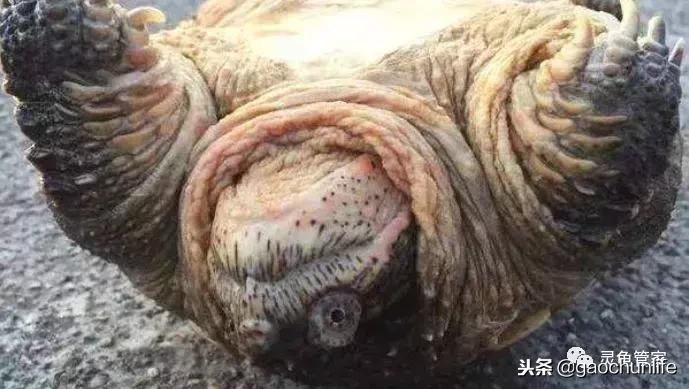 龟不痛不痒有点出血水,龟不伸头无力