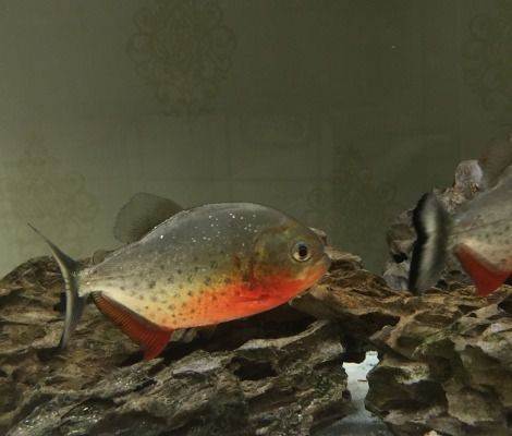 最名贵的水虎鱼排行,水虎鱼多大的好养