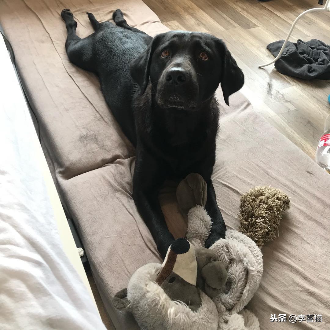 狗狗总是叫怎么治,狗狗总是叫人该怎么制止