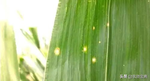 玉米叶斑病是什么原因发病,玉米叶斑病是怎么造成的