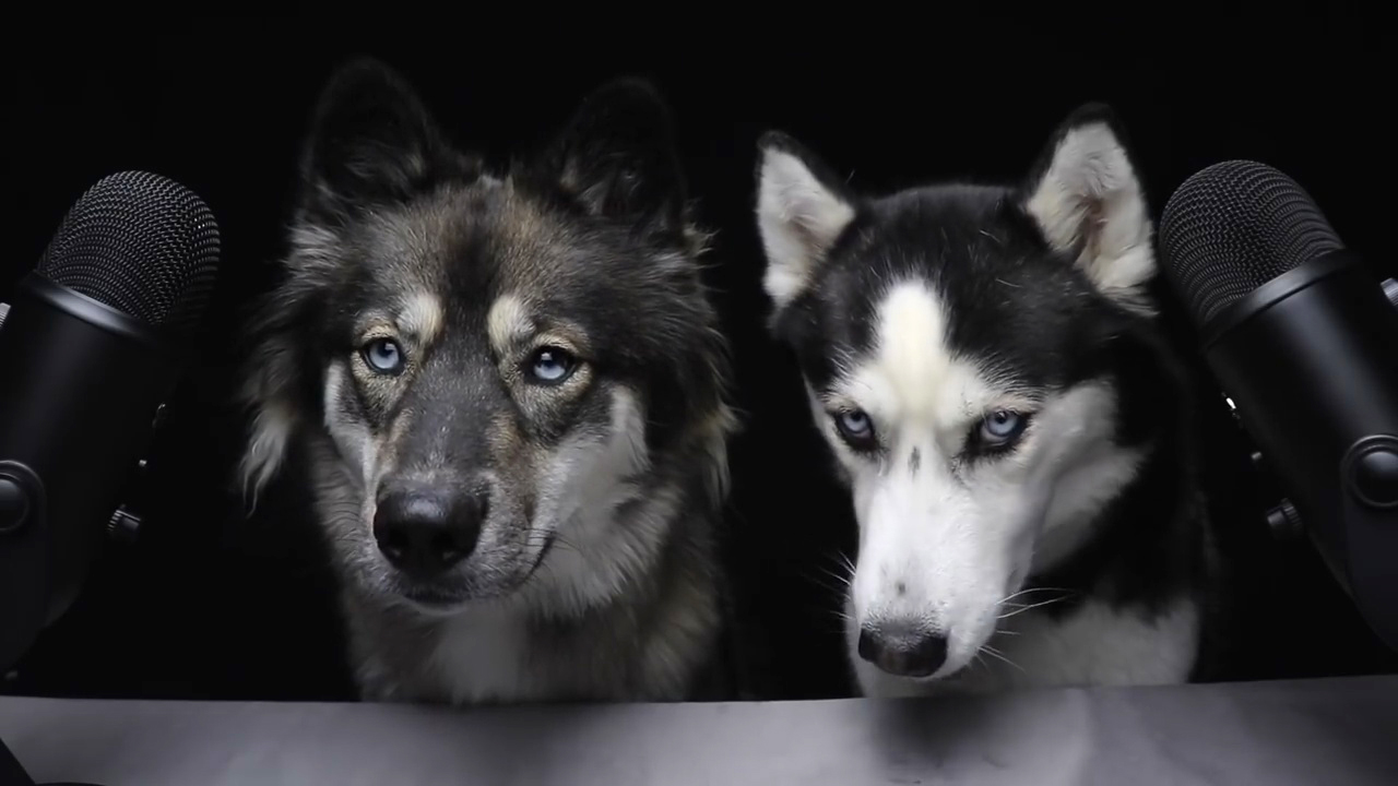 这些哈士奇都不是“纯种”的,但是比纯种二哈更有笑点