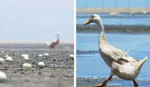 鸡蛋和鸭蛋都检出违禁兽药,这些鸡蛋被查出含禁用兽药