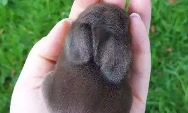 世界十大不寻常宠物,全球最稀有的宠物