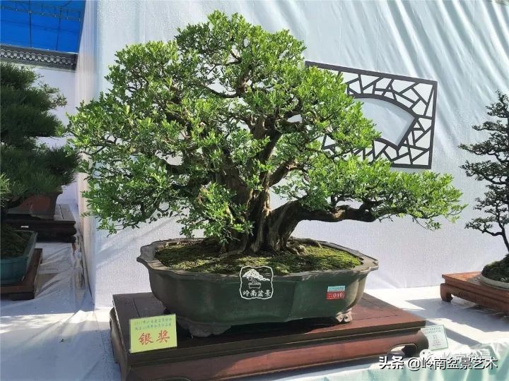 骞哥涔呬箙鐢滅敎铚滆湝,骞哥涔呬箙