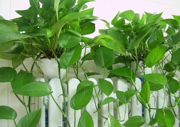 淘米水啤酒养绿萝,绿萝浇了淘米水就烂根了怎样挽救