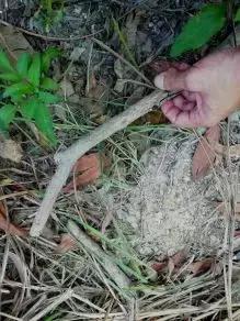 如何让观赏蛇类在人工环境下住得幸福