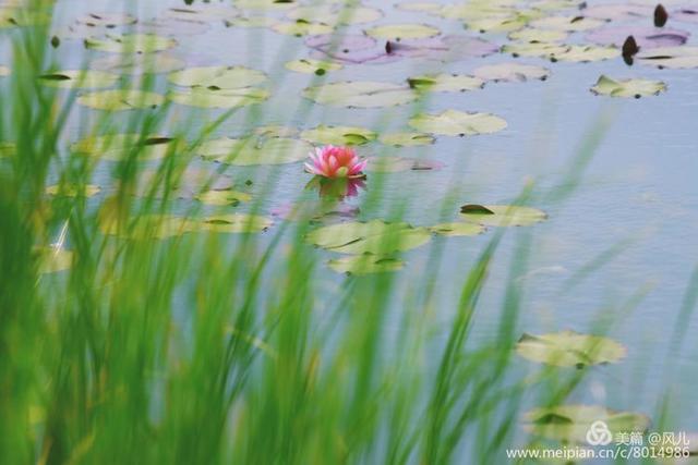 大美新蔡生态水城,大美新蔡等你来