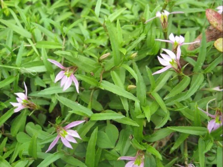 每日中药,中药半边莲和半枝莲的功效与作用