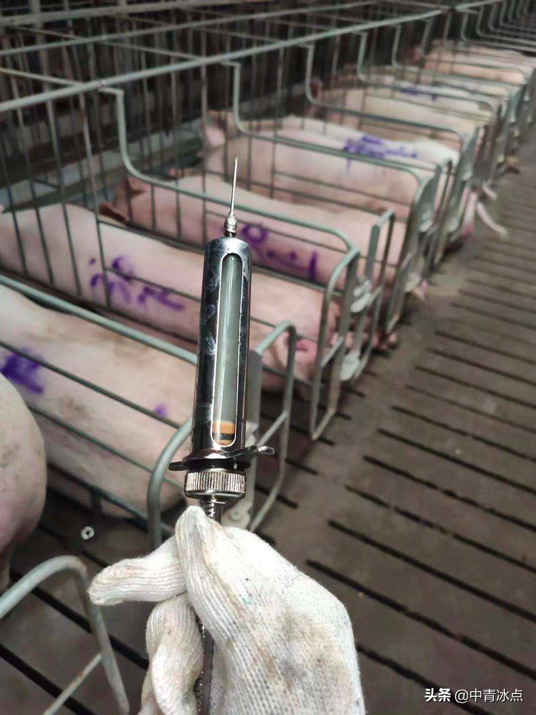 大学生养猪年薪18万，有人铲一次猪粪就跑路，和母猪同吃同睡，“时间长了腌入味儿”