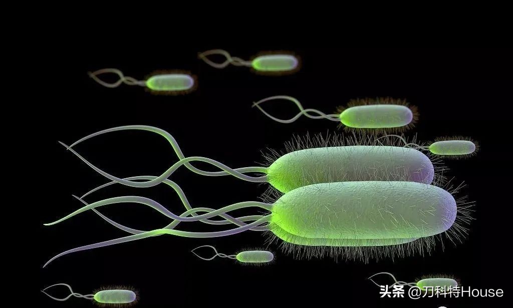 幽门螺杆菌会导致不孕吗,感染幽门螺杆菌的几率有多大