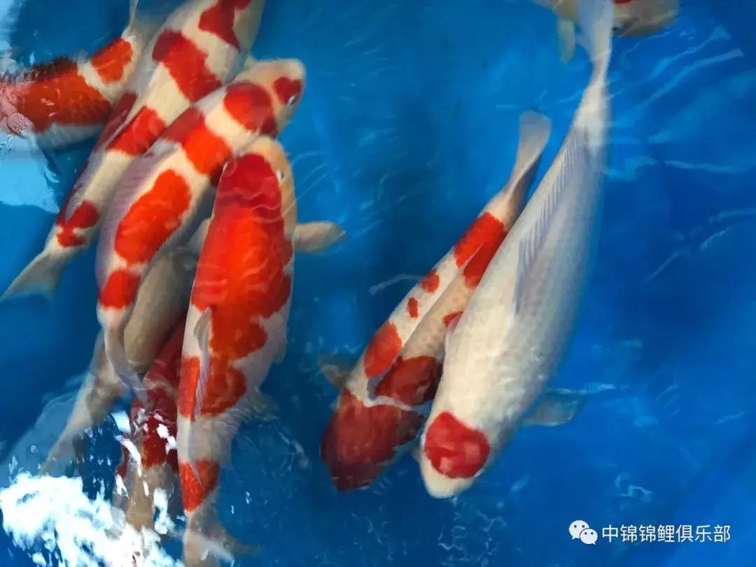 閿﹂菠鍠傞杩囧鏈変粈涔堢棁鐘跺悧,鏃ユ湰閿﹂菠鎬庝箞鍠傞