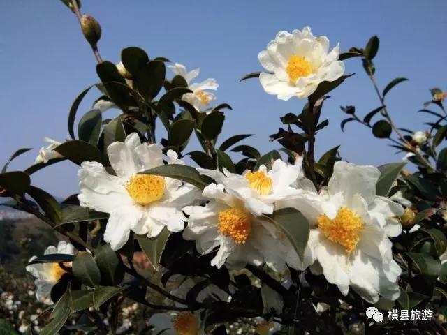 2020最强“广西大全”来了！承包柳州人一整年的旅行