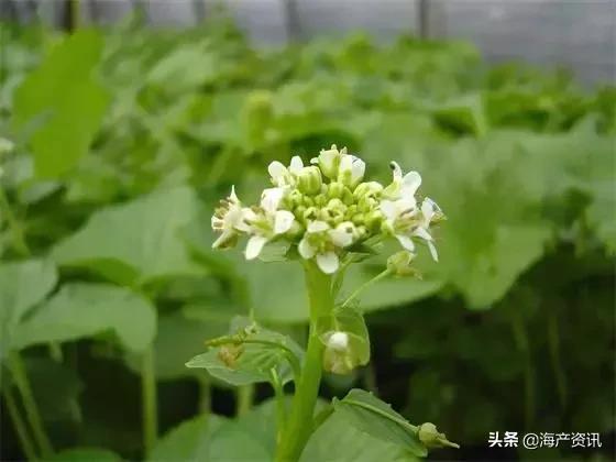 寿司用芥末好吃还是刺身用的芥末,三文鱼刺身除了芥末还有什么