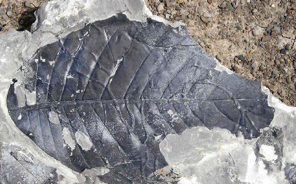 40斤大蟒蛇潜入村民养殖场,60斤巨蟒可以吞下人吗