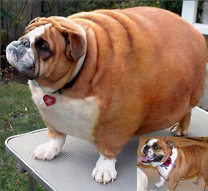 狗狗长期吃鸡肝会怎样,狗狗吃鸡肝会咬人吗