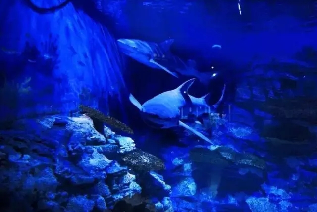 烟台海昌鲸鲨馆,烟台海昌鲸鲨馆表演