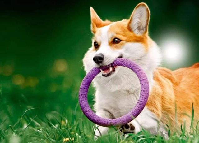 柯基犬呼吸道疾病,柯基犬容易得什么皮肤病