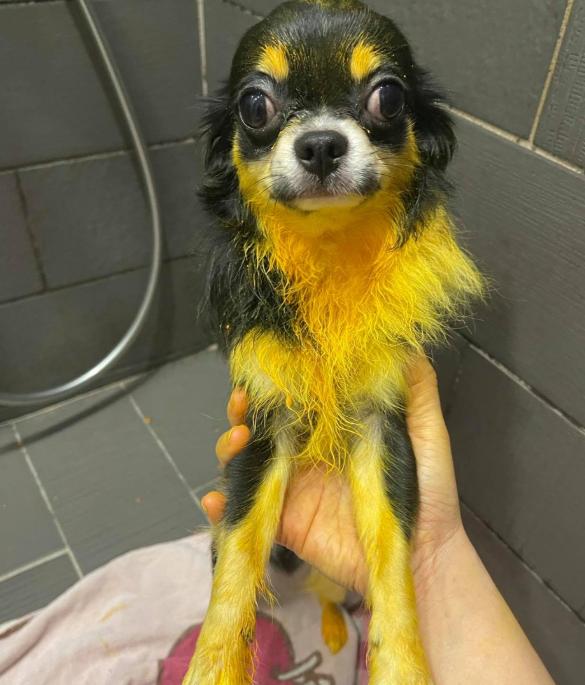 吉娃娃被主人罚,吉娃娃被主人罚站