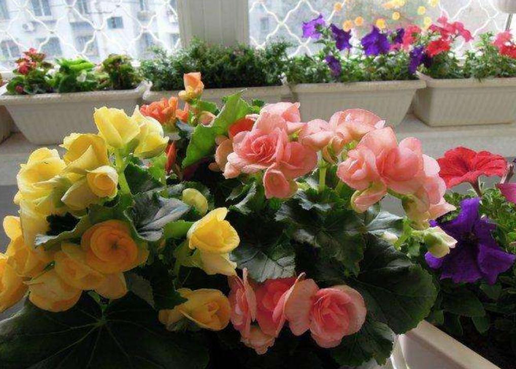 丽格海棠好看不好养?掌握正确的养殖技巧,叶绿花红养得久