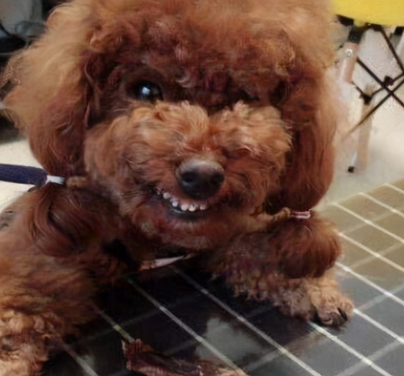 泰迪犬咬主人咋办,泰迪犬老是咬自己怎么回事