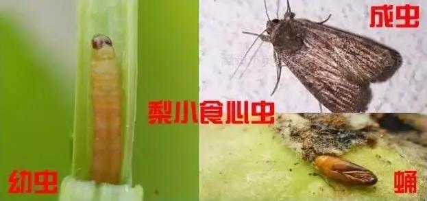 怎么样防治桃小食心虫,梨小食心虫蛀果过程