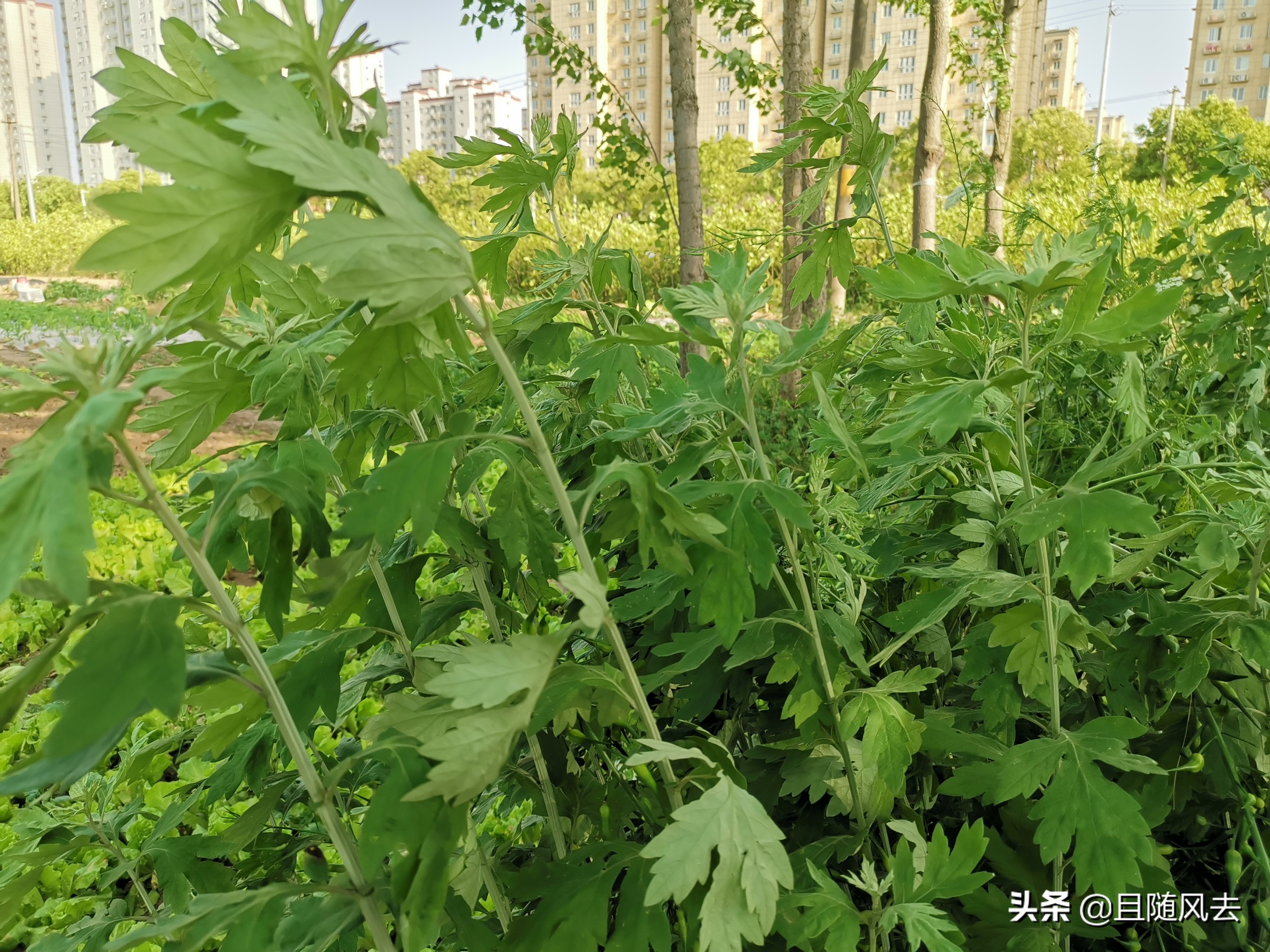 南方常见的野花野草,常见的野草野花有哪些