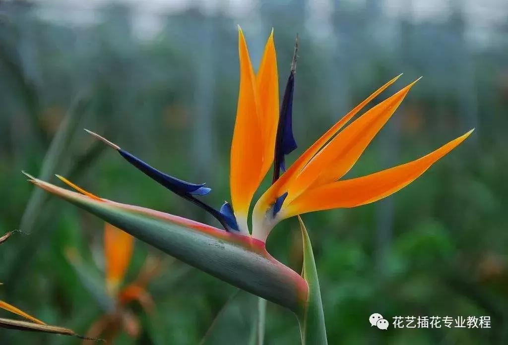 花艺课程绿植教程,花艺种植培训零基础课程入门