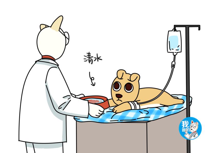 喂多少盐会导致狗狗中毒,狗摄入盐分过多抽搐怎么办