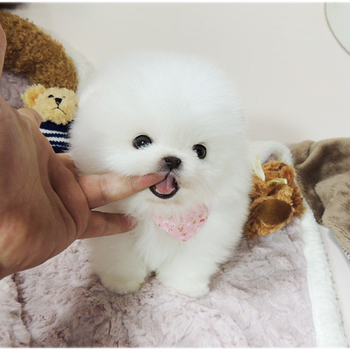 十大最值得养的宠物狗排名,最受欢迎的宠物狗排行