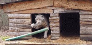 哪个年金险收益率最高,哪个年金最值得购买