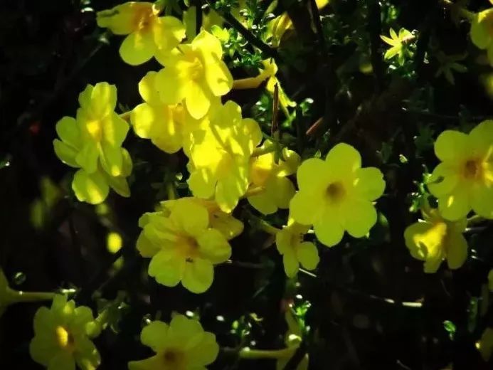 看到花的时候,不知是什么花?那就收下这份百花图谱