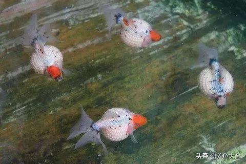 治疗鱼病最好的方法,鱼病的治疗心得