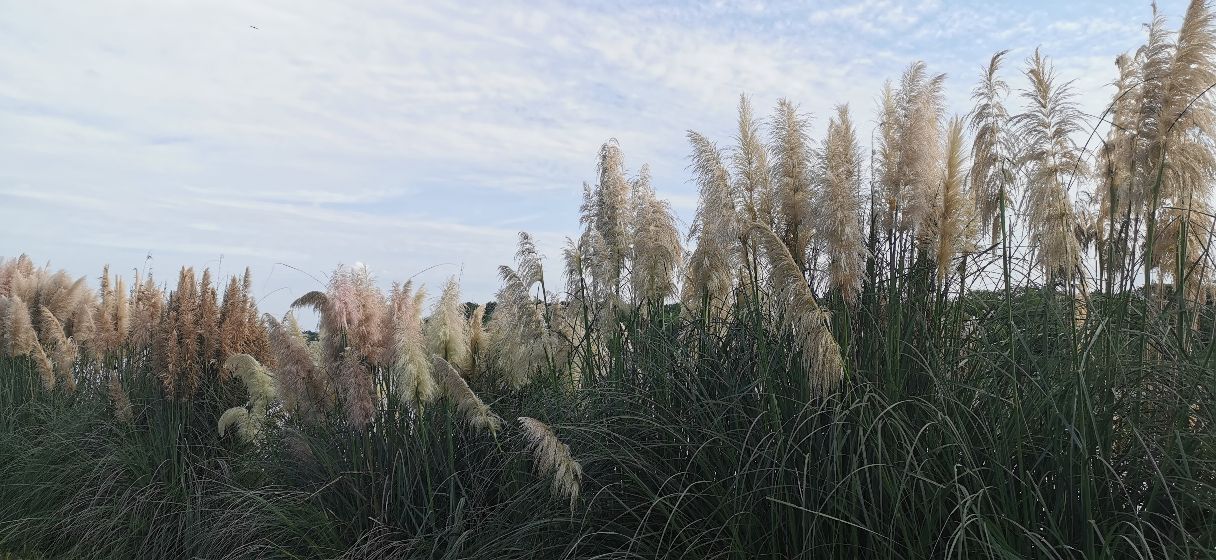 成都青龙湖公园门票,成都青龙湖公园地址