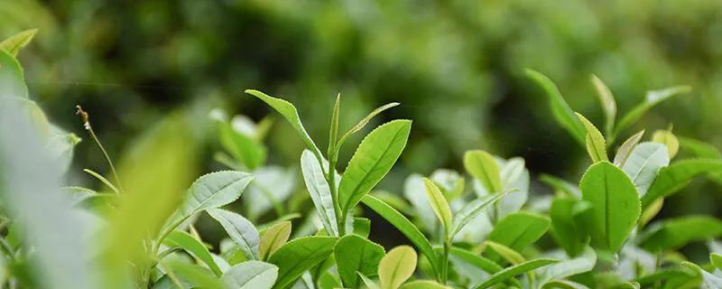 爱喝茶对健身有影响吗,什么时候喝茶才不影响健身效果