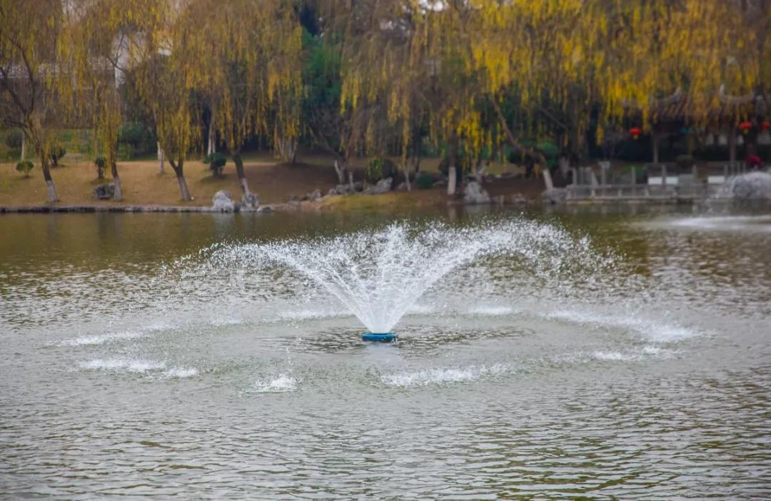 南京腊梅最佳观赏时间,南京赏梅花景点推荐