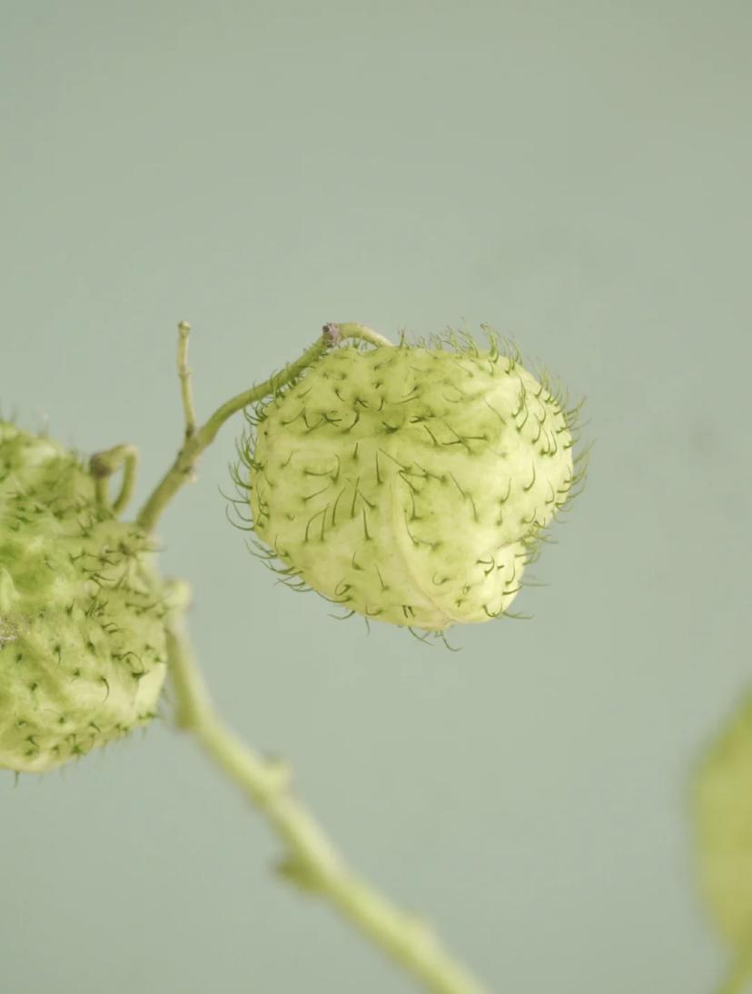 家里要有氛围感什么花比较好,家里高级的花