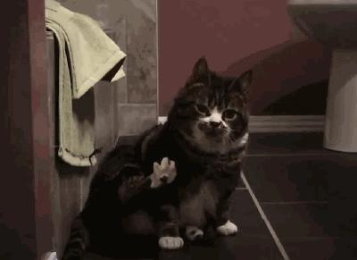 猫兄妹可爱视频,矮脚猫兄妹