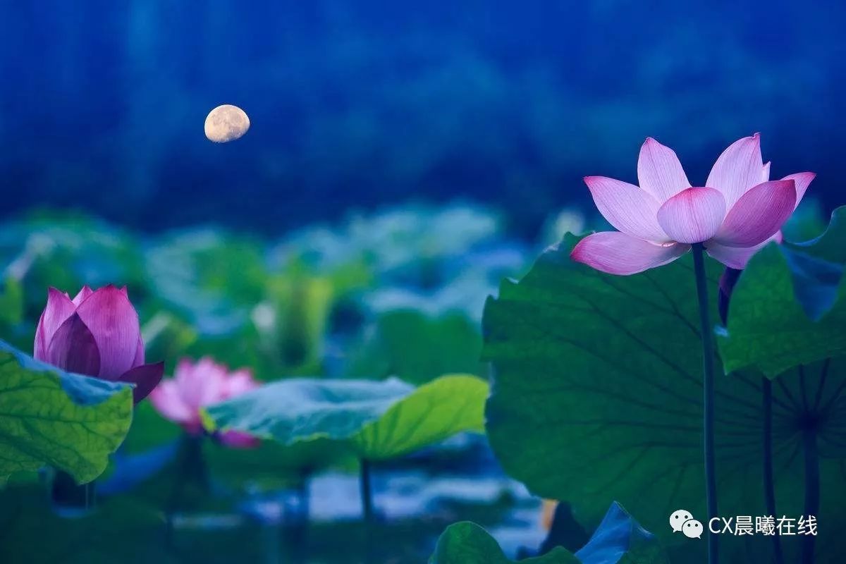 六月的荷花有多美,夏天的荷花最美