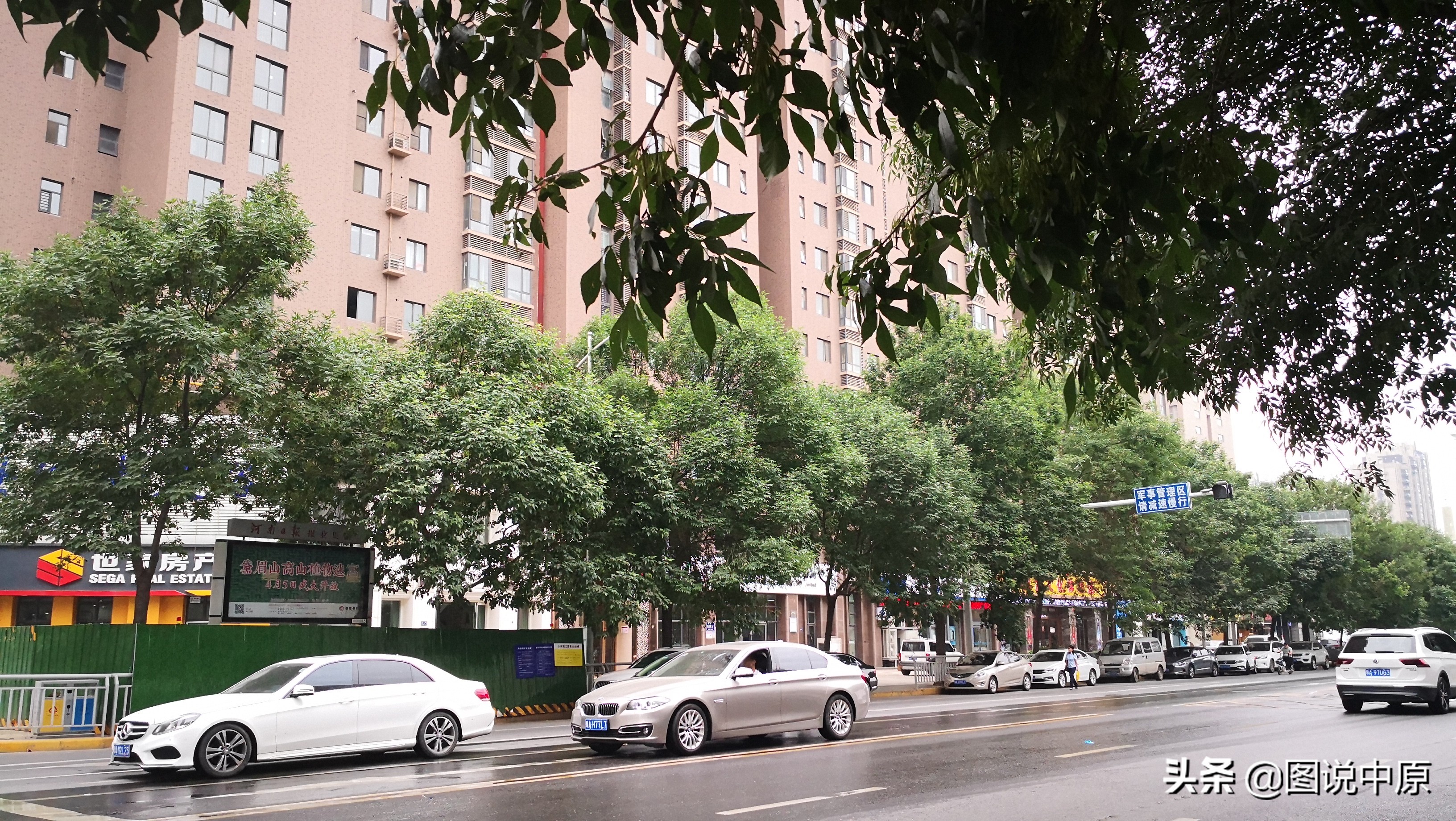 郑州26棵行道树被剃光,郑州通报行道树毁坏事件