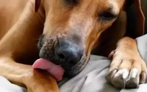 犬窝咳狗狗不吃不喝怎么办,狗狗得了犬窝咳可以带它出门吗