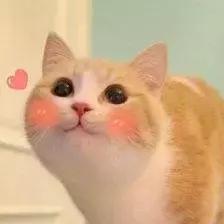 龙猫是不是就是仓鼠,龙猫dragon