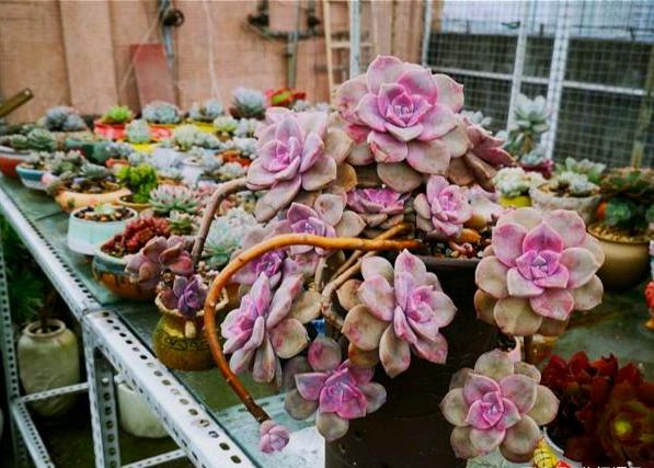 紫乐老桩杆太长不冒小芽怎么办,多肉紫乐怎样出多头