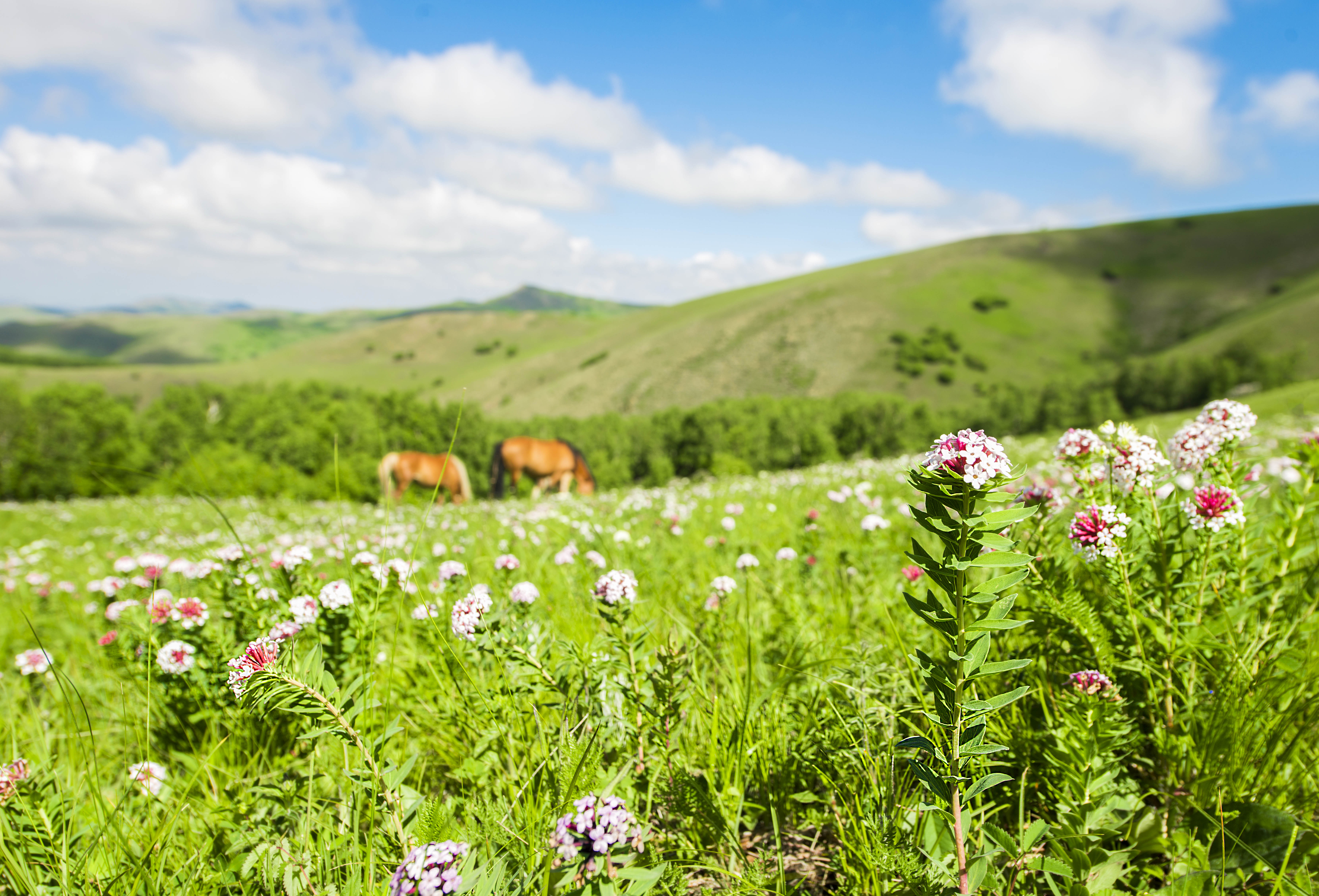 京北第一天路千松坝森林公园,京北第一草原景区和千松坝