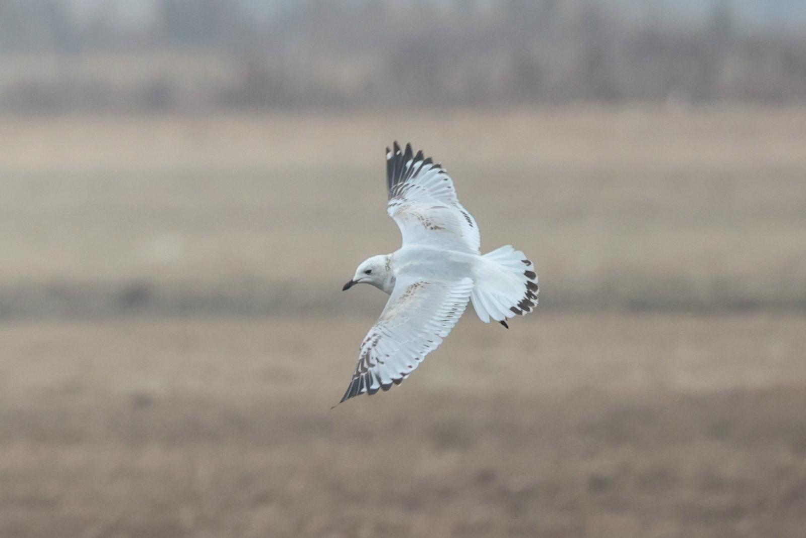 进阶玩家,佳能eosr6上手全画幅微单新标准