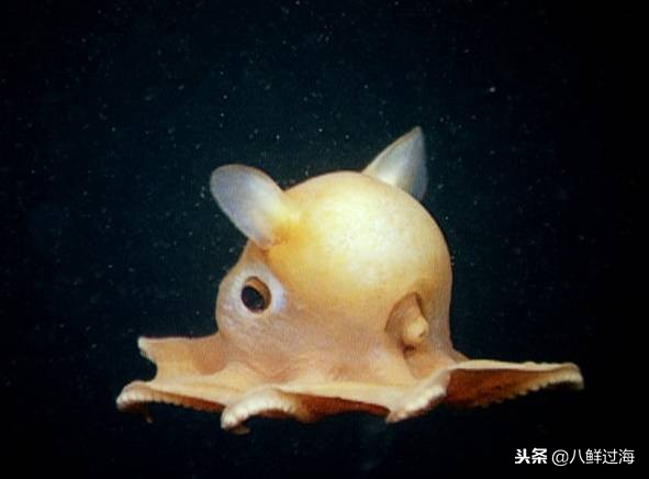 可爱的章鱼适合做章鱼烧,制作一个小型章鱼烧