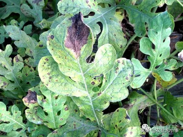 新版西瓜病虫害解决方案,2020西瓜病害视频